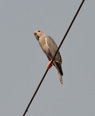 Kaupifalco monogrammicus