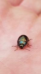 Chrysolina americana