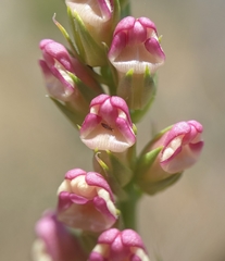 Sairocarpus virga