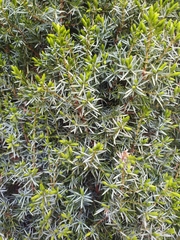 Juniperus