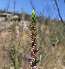 Sairocarpus virga
