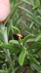 Chrysolina americana