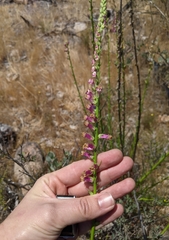 Sairocarpus virga