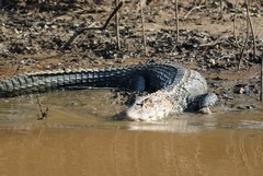 Melanosuchus niger