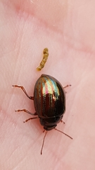 Chrysolina americana