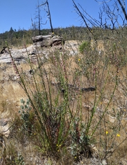 Sairocarpus virga
