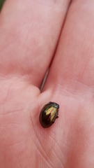 Chrysolina americana