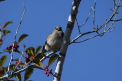 Passer domesticus