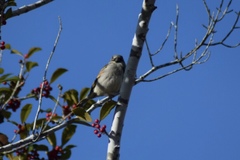 Passer domesticus