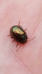 Chrysolina americana