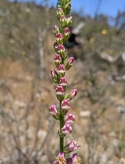 Sairocarpus virga