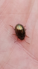 Chrysolina americana