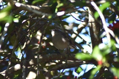 Mimus polyglottos