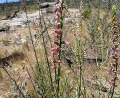 Sairocarpus virga