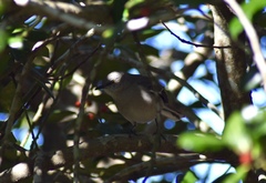 Mimus polyglottos