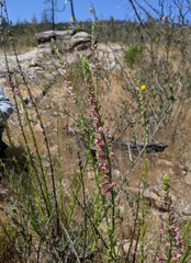 Sairocarpus virga
