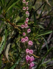 Sairocarpus virga