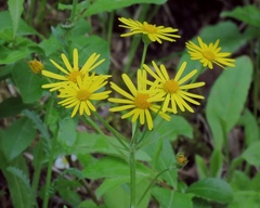 Tephroseris longifolia