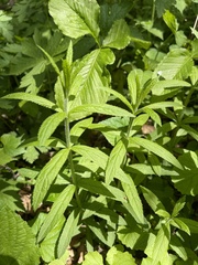 Veronicastrum virginicum
