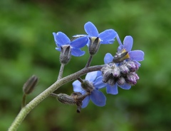 Myosotis decumbens