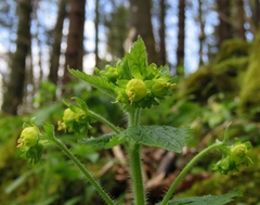 Scrophularia vernalis