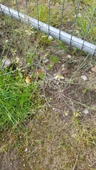 Arabidopsis thaliana