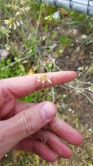 Arabidopsis thaliana