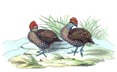 Stripe-Faced Wood Quail photo 2