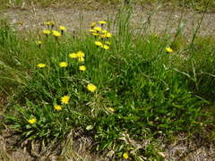 Leontodon hispidus hispidus