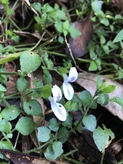 Hypoestes triflora