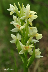 Dactylorhiza insularis