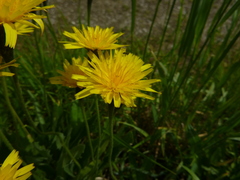 Leontodon hispidus hispidus