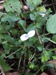 Hypoestes triflora
