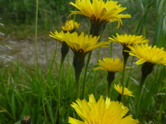 Leontodon hispidus hispidus