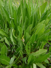 Leontodon hispidus hispidus