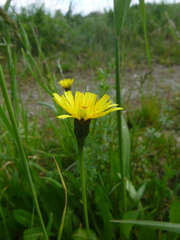 Leontodon hispidus hispidus