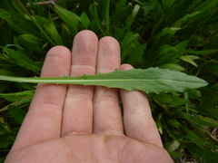 Leontodon hispidus hispidus