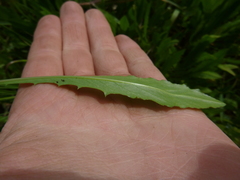 Leontodon hispidus hispidus