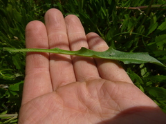 Leontodon hispidus hispidus