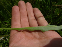 Leontodon hispidus hispidus