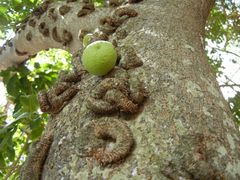 Ficus sansibarica