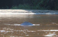 Inia geoffrensis boliviensis