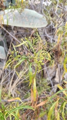 Heliotropium messerschmidioides