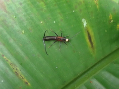 Paratimomenus flavocapitata