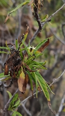 Heliotropium messerschmidioides