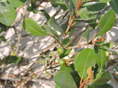 Sideroxylon americanum