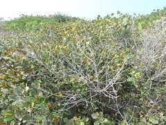 Sideroxylon americanum