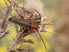 Oberea erythrocephala
