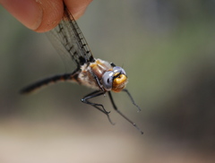 Helocordulia selysii