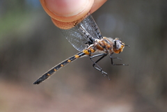 Helocordulia selysii